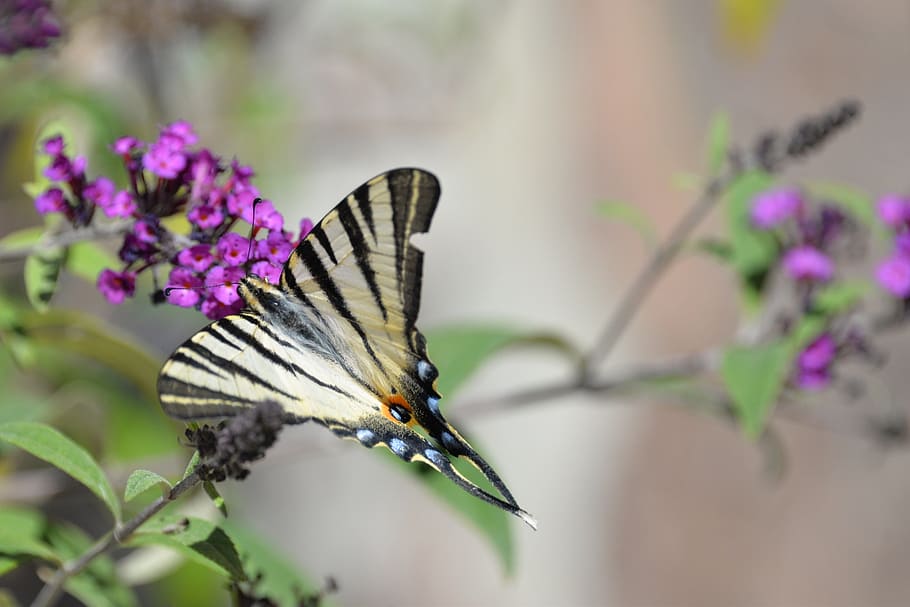 butterfly, tigerprint, bug, animal, butterfly park, nature HD wallpaper