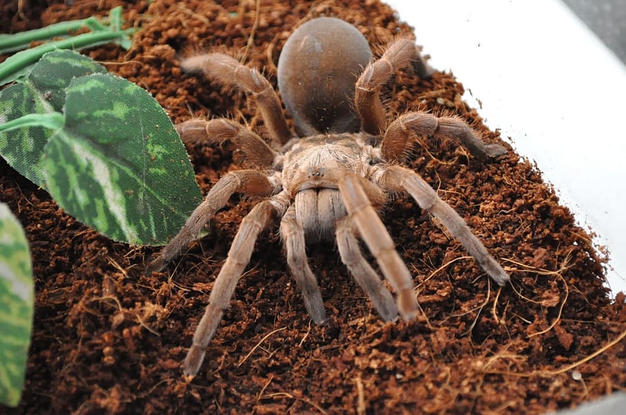 tarantula, spider, arachnid, danger, insect, fear, scary, spooky HD wallpaper