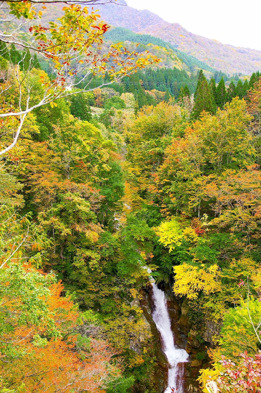 japan, akiyama township, waterfall of hebifuchi, autumnal leaves, HD wallpaper