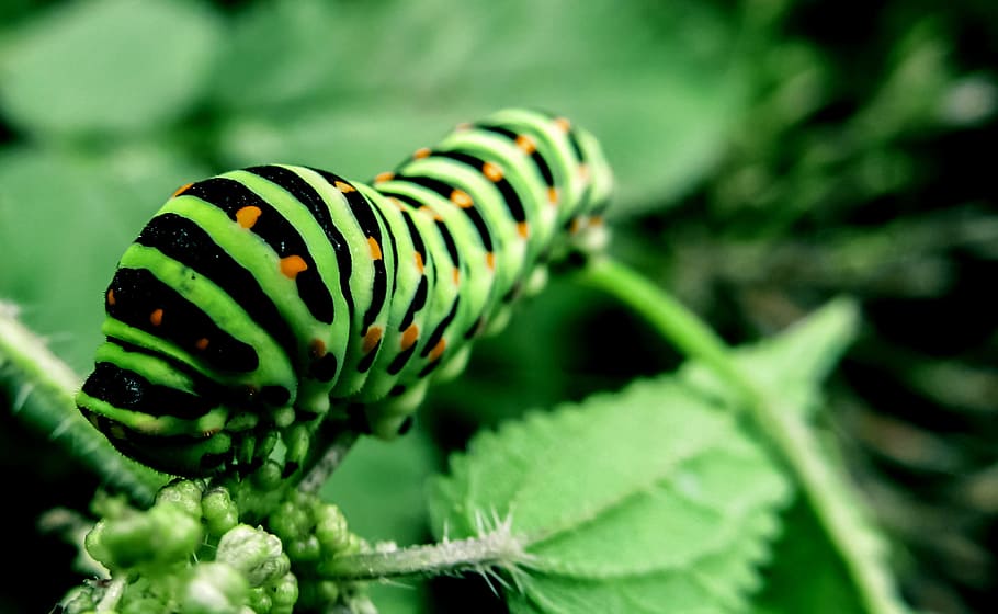 close-up photo of monarch caterpillar, bug, nature, insect HD wallpaper