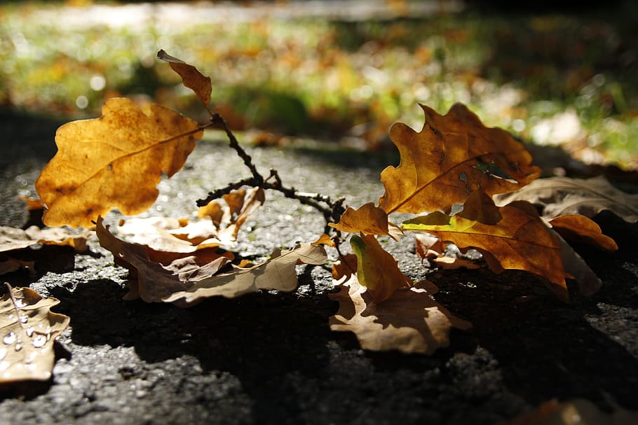 dry, sheet, yellow, autumn, nature, october, sunny, day, morning HD wallpaper