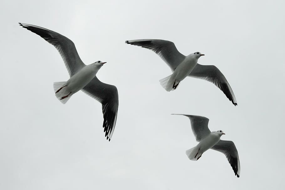 gulls, formation, birds, formation flight, wildlife photography HD wallpaper