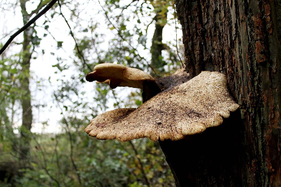 mushroom, tree, trunk, forest, plant, tree trunk, fungus, focus on foreground HD wallpaper