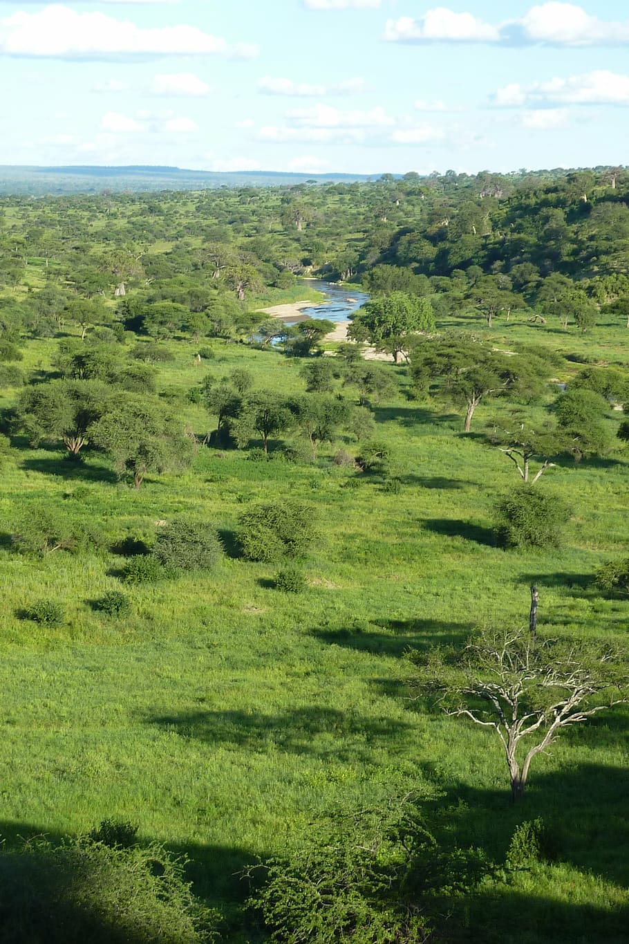 africa, tanzania, national park, tarangire, trees, landscape, HD wallpaper