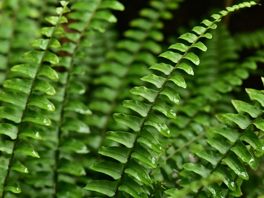 fern, leaf, leaves, foliage, green, flora, growth, nature, fresh HD wallpaper