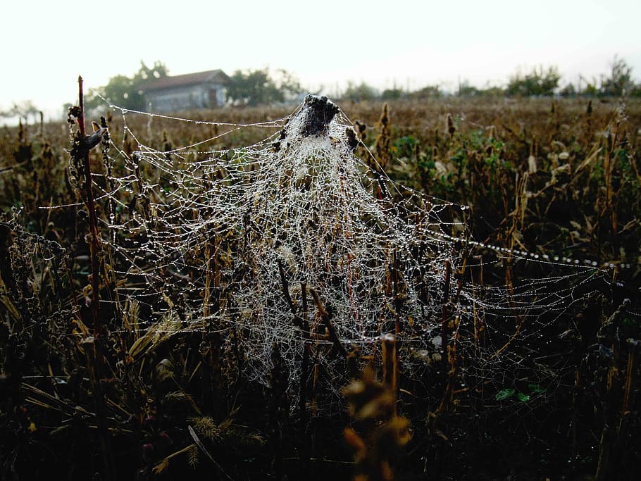 web, field, autumn, plant, dry leaf, macro, nature, no people HD wallpaper