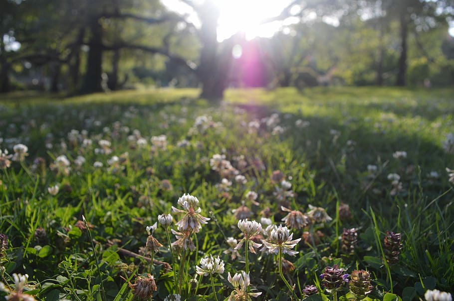 selective focus photography of white flowers on grass, Clover HD wallpaper