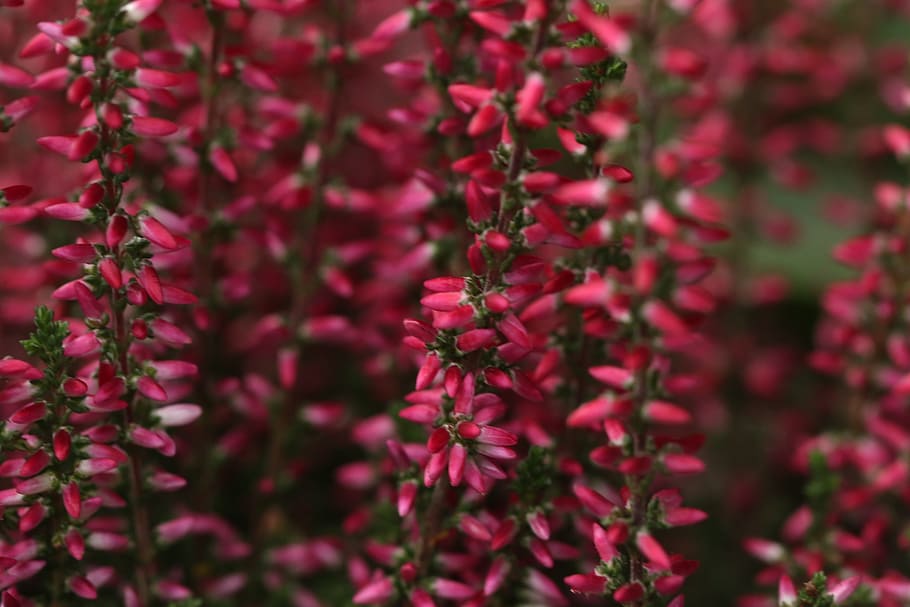 heather, flower, autumn, fall, plant, growth, flowering plant HD wallpaper