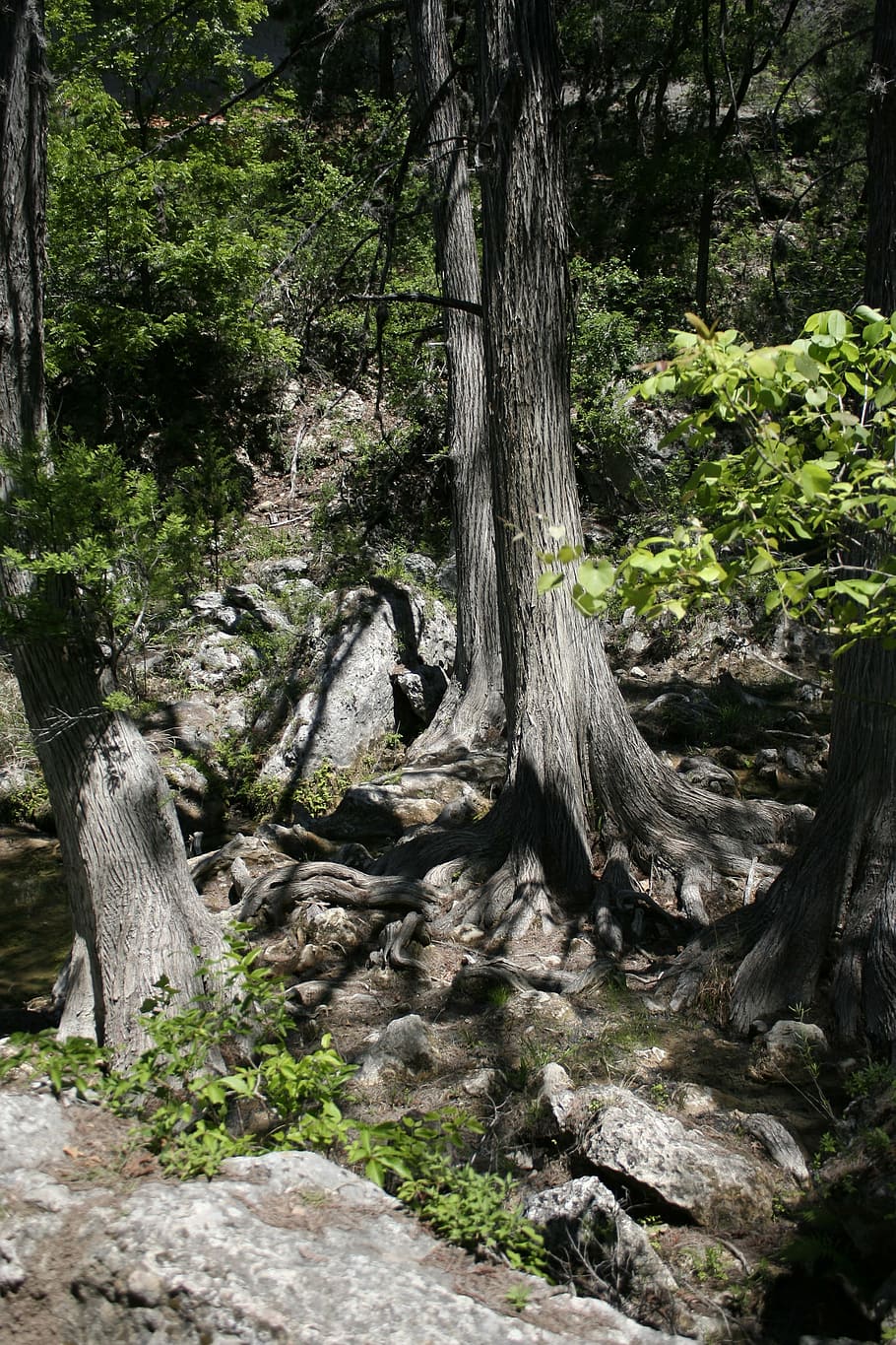 tree, trunk, forest, woods, foliage, nature, plant, tree trunk HD wallpaper