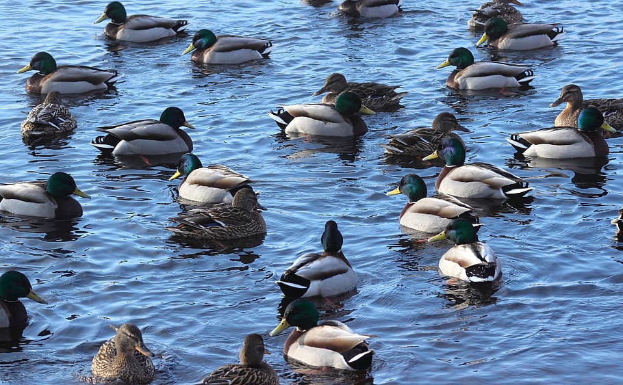 mallards, ducks, birds, water, swimming, floating, nature, outside HD wallpaper