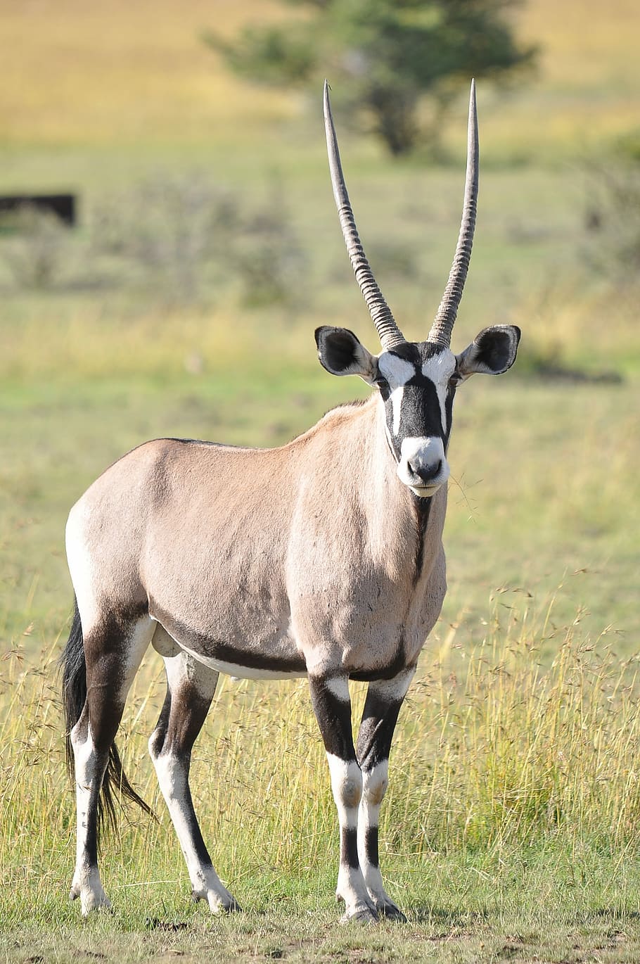 1000+ images about Sable Antelope on Pinterest | The giants, Horns ... |  African animals, African wildlife, Animals wild