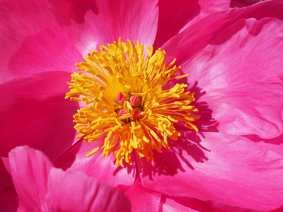 macro photography of yellow petaled flower on pink petal, peony, HD wallpaper