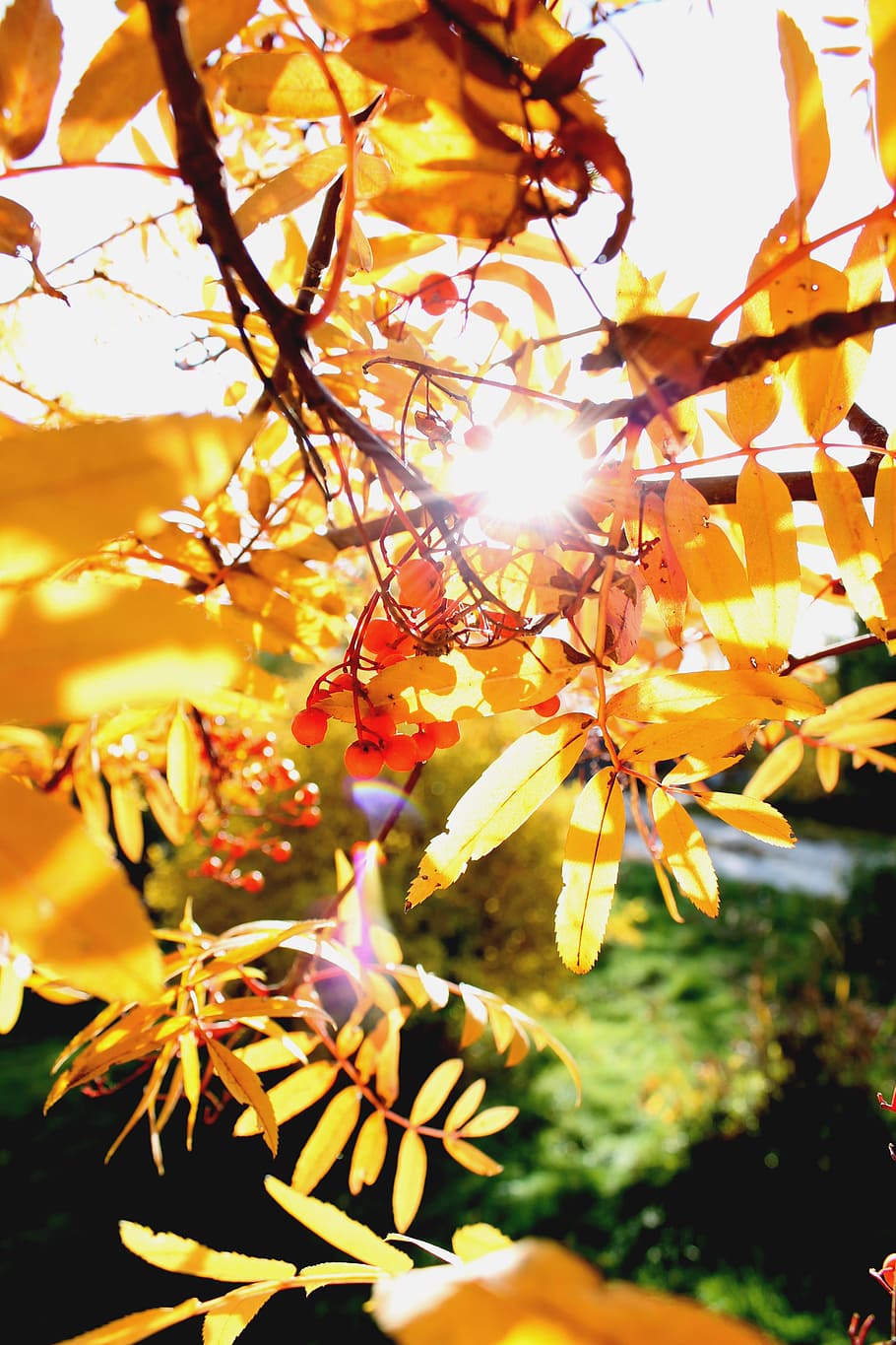 autumn, rowan, autumn leaves, nature, clusters of rowan, leaves mountain ash, HD wallpaper