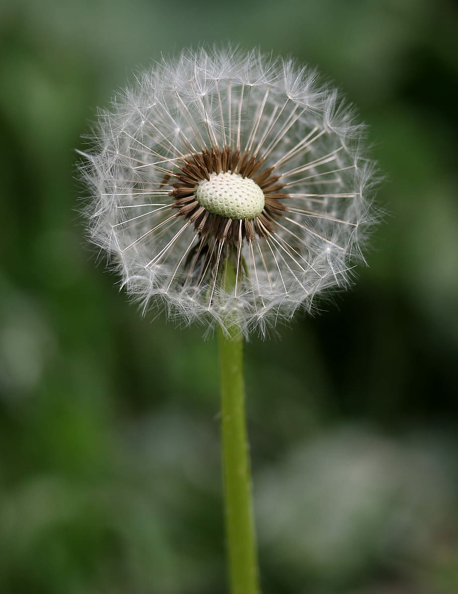dandelion, down, flower, spring, garden, plants, fragility HD wallpaper