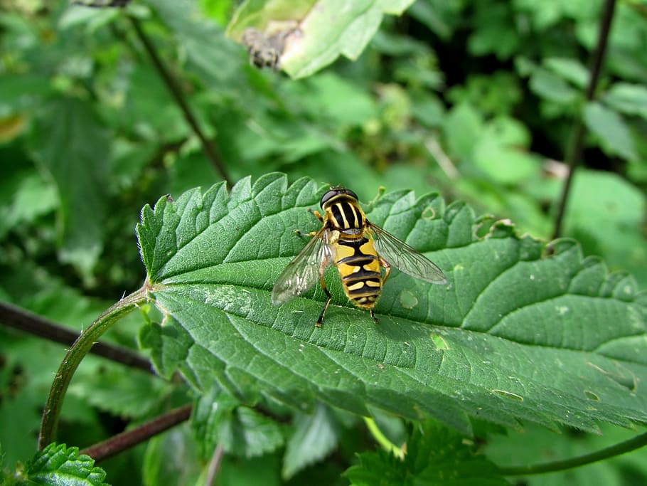 hoverfly, forest campestris, insect, animals, nature, invertebrate HD wallpaper