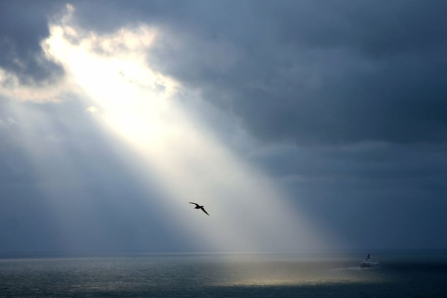 peaceful, relax, clear, sea, bird, seagull, nature, sky, flying HD wallpaper
