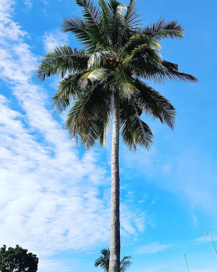 coconut tree, sky, malaysia, palm tree, tropical climate, plant HD wallpaper