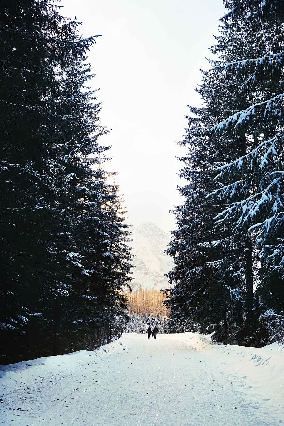 two person standing in between pine trees covered with snow, two person walking on snow covered road near green pine trees HD wallpaper