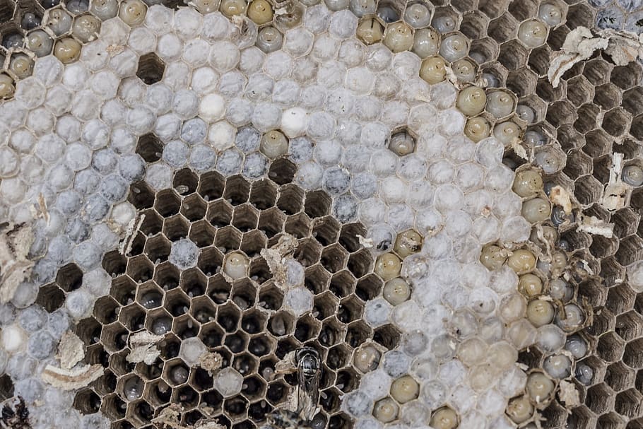 the hive, wasps, combs, larvae, development, hexagon, insect HD wallpaper