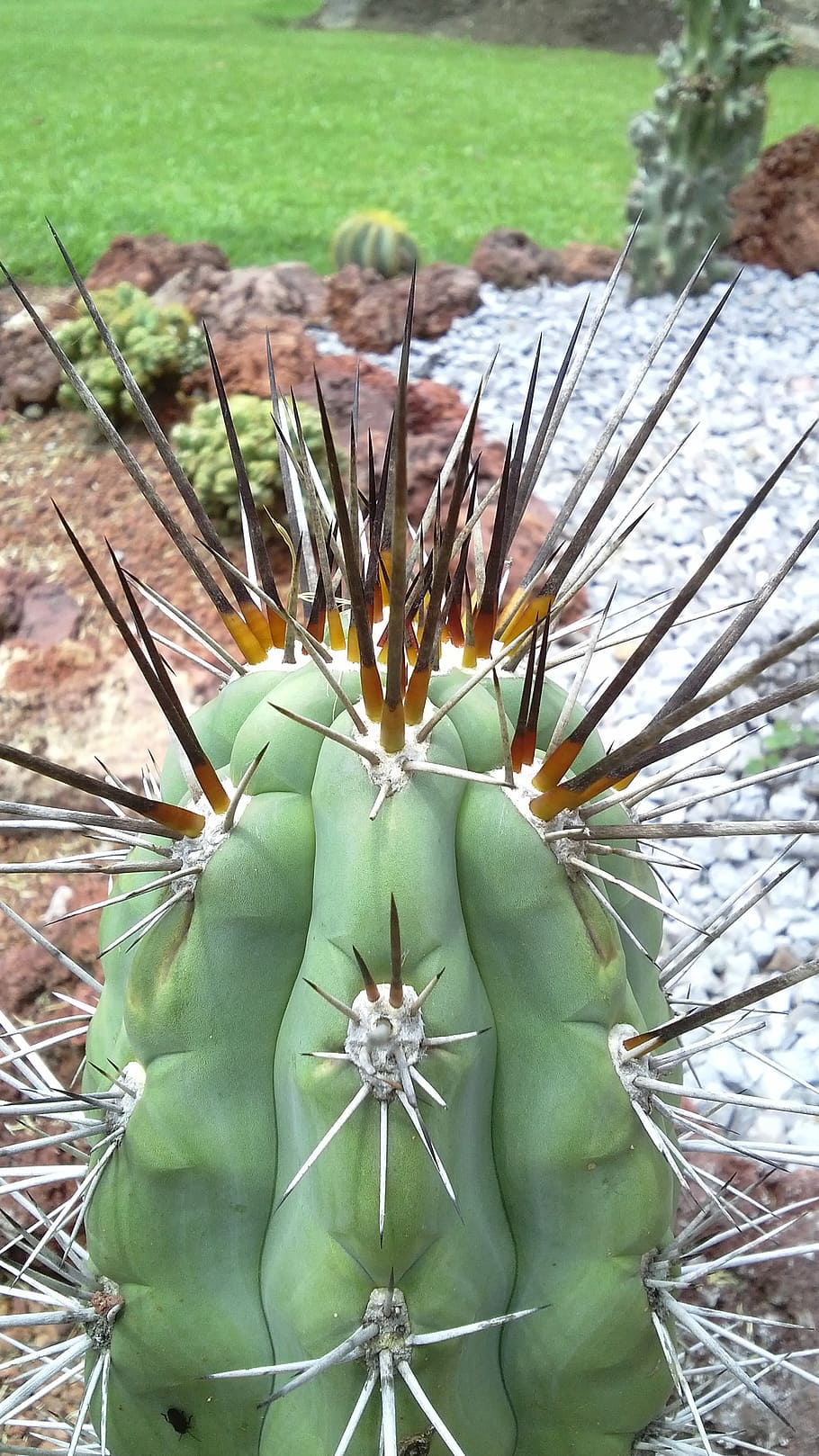 cactus, garden, nature, plant, green color, growth, succulent plant HD wallpaper