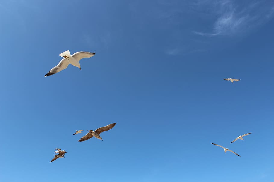 dom, flight, eternity, flying, animal, animal wildlife, animal themes HD wallpaper