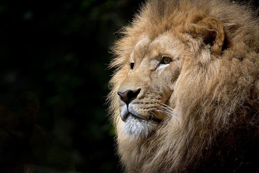 low light photography of lion's head, wild, africa, african, felines, HD wallpaper