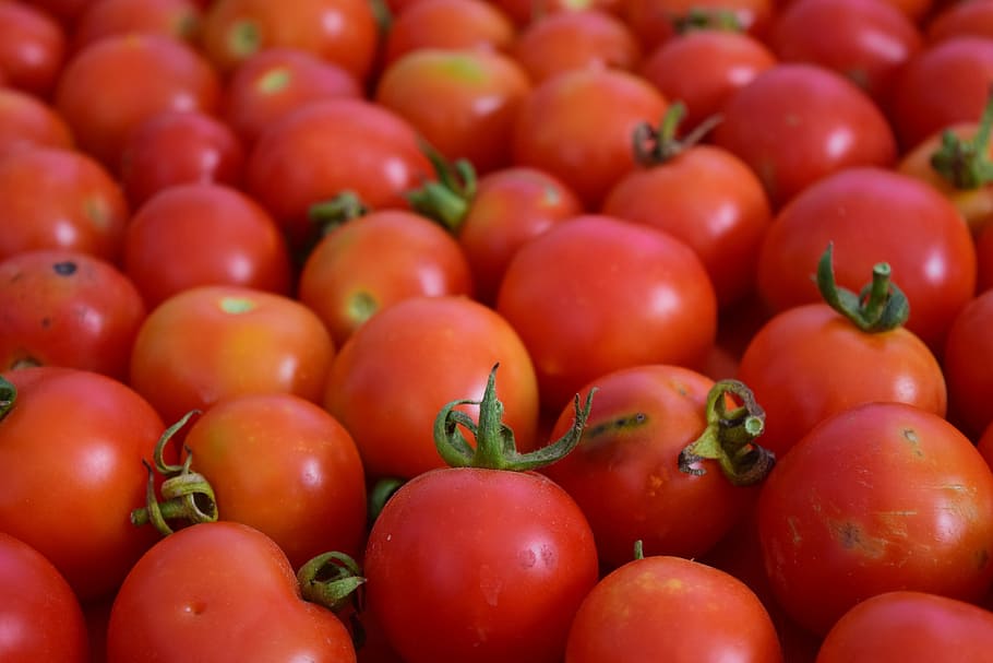Tomatoes, Background, Frisch, red, organic tomatoes, bush tomatoes HD wallpaper