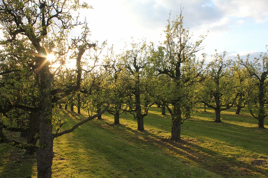 orchard, sun, shadow, nature, tree, outdoors, season, summer HD wallpaper