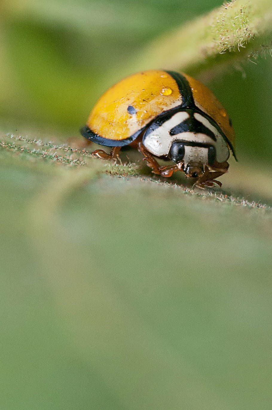 ladybug, insect, macro, garden, yellow, natural, wildlife, colorful HD wallpaper