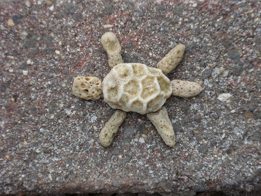 turtle, coral, funny, high angle view, no people, close-up HD wallpaper