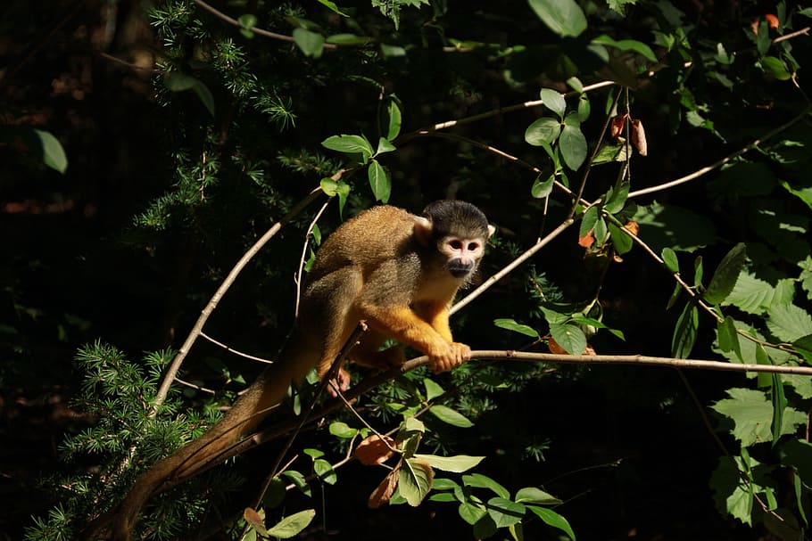 monkey, forest, zoo, animal, green, sheet, leaves, animal wildlife HD wallpaper