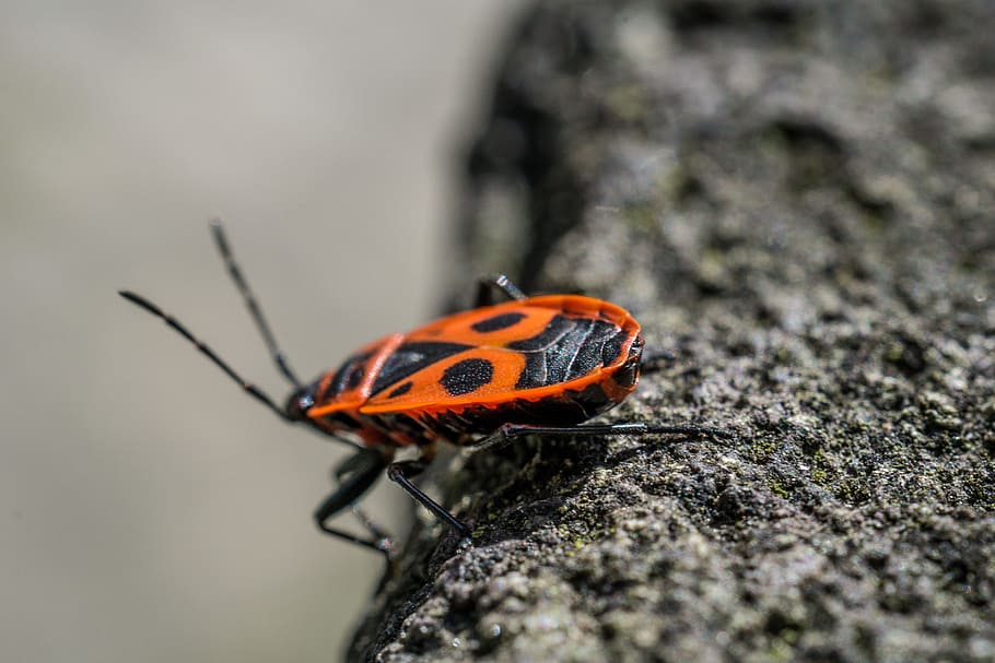 beetle, insect, macro, nature, red beetle, animal themes, animal wildlife HD wallpaper