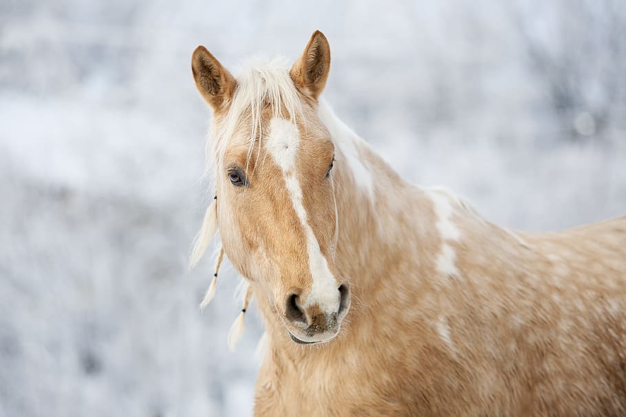 shallow focus photography of brown horse, gelding, stallion, mane