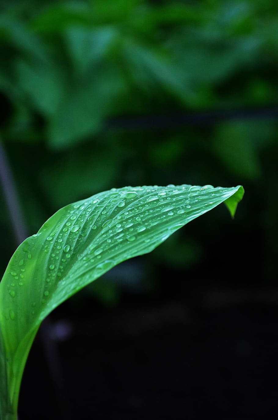 leaf, leaves, green, plant, natural, landscape, japan, rain HD wallpaper