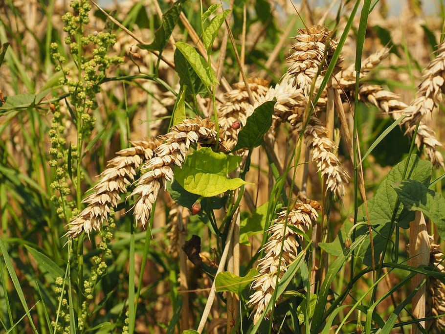 wheat, spike, cereals, grain, field, wheat field, cornfield HD wallpaper