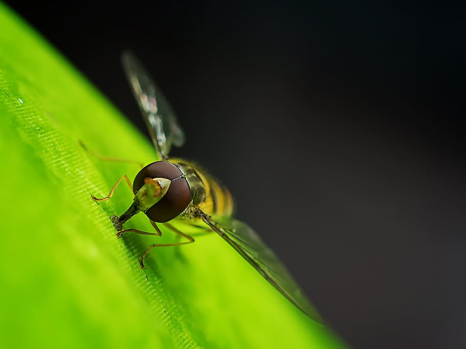 hoverfly, flower, pollen, insect, macro, close up, garden, invertebrate HD wallpaper