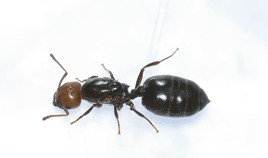 black and brown ant, Hymenoptera, Head, Rossa, Macro, insect HD wallpaper