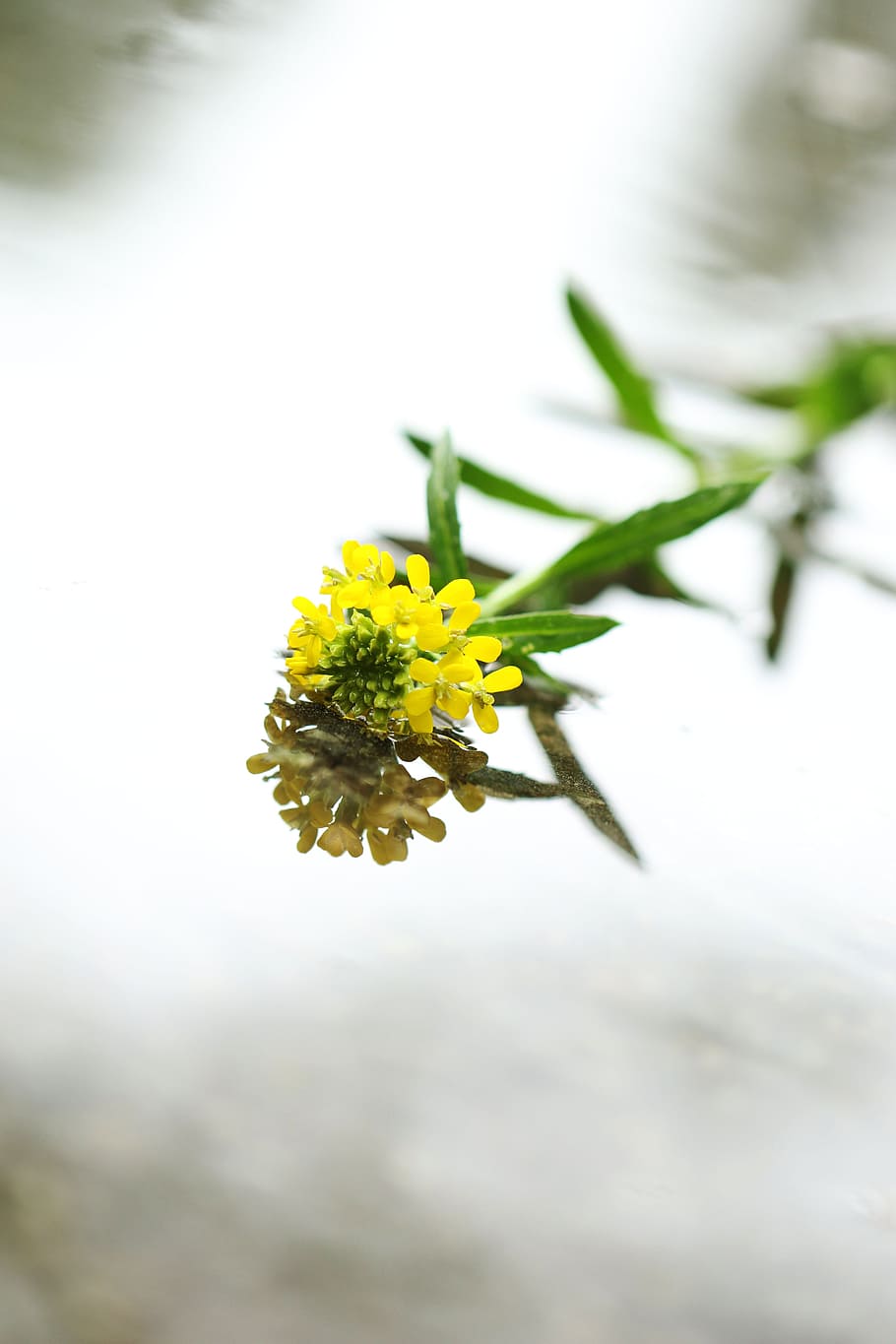 Water, Flower, Spring, rain, spring flower, nature, yellow HD wallpaper