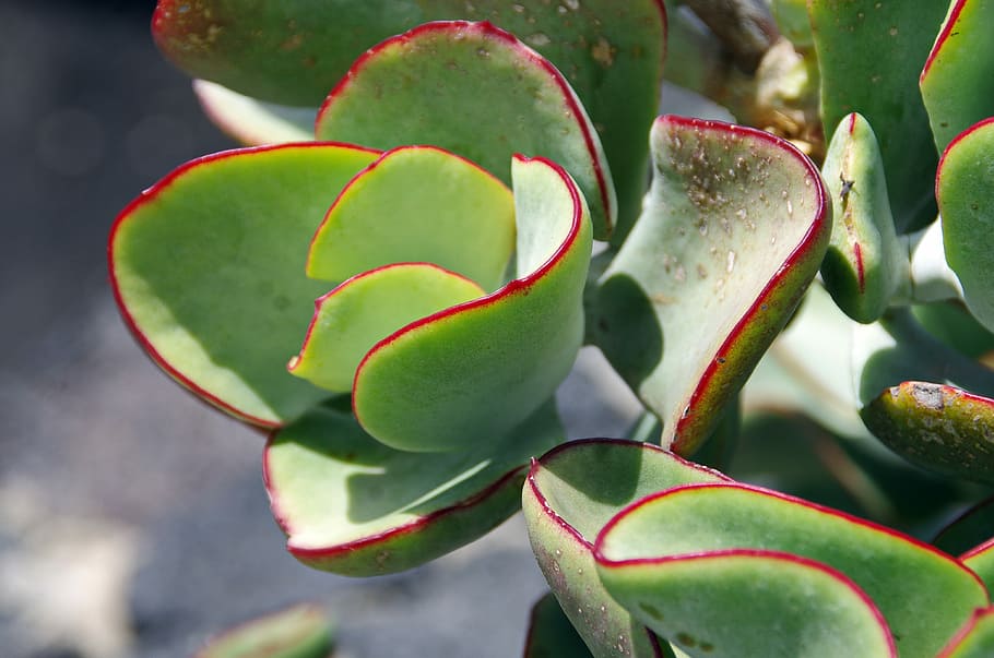 Houseleek, Succulent, Leaves, Color, green, red, crassulaceae family, HD wallpaper