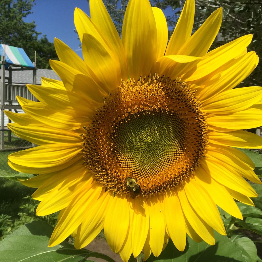 sun flower, bee, garden, yellow, flowering plant, petal, flower head HD wallpaper