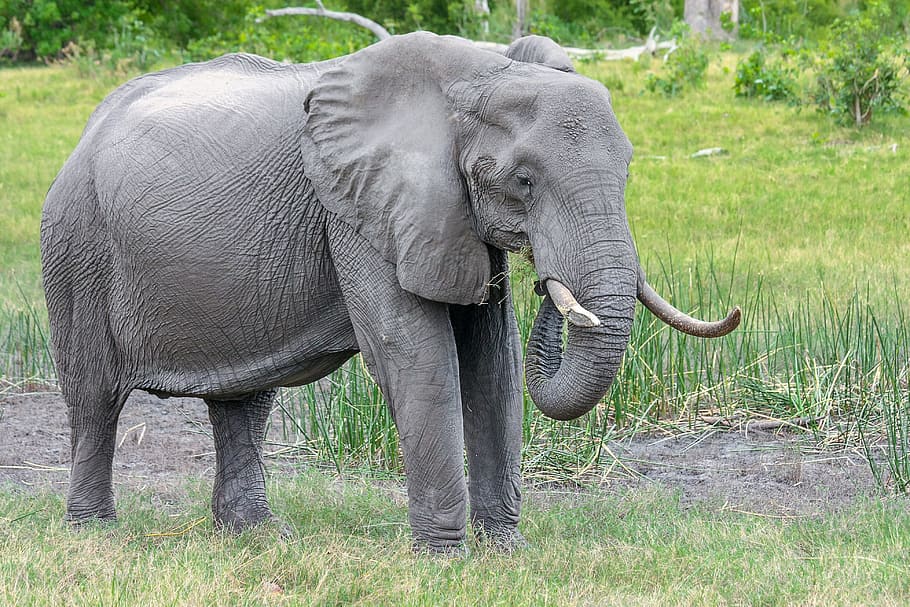 gray elephant standing beside tree, africa, african bush elephant