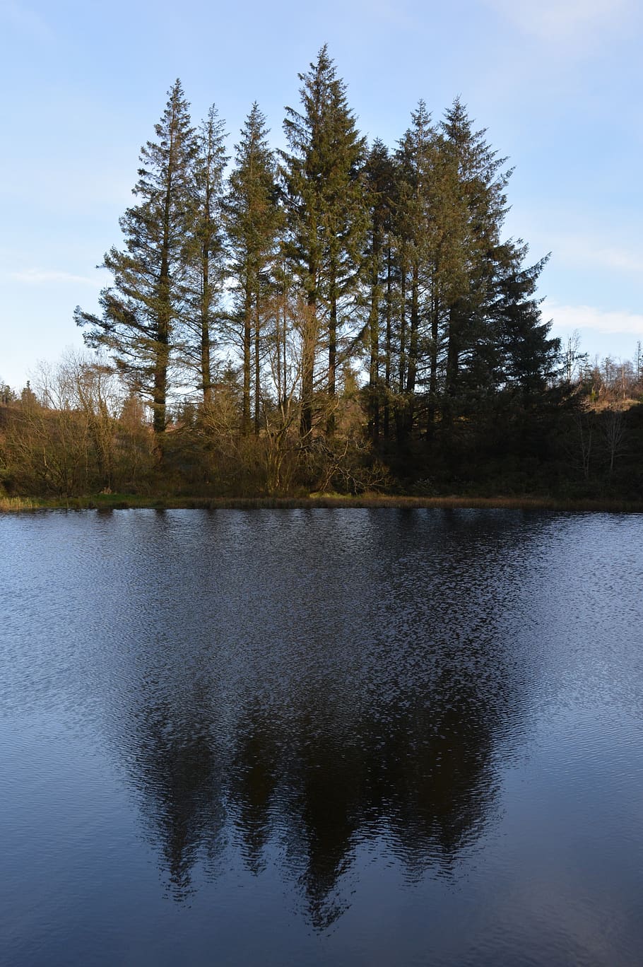 den, trees, pine, more, nature, rest, reflection, winter, plant HD wallpaper