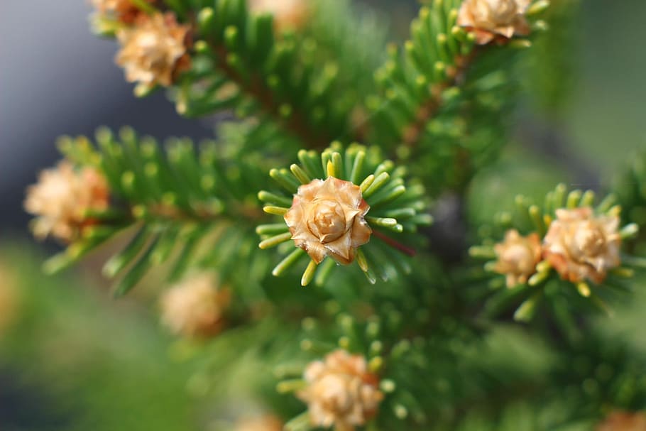 macro, spruce, needles, forest, park, branch, closeup, trees HD wallpaper