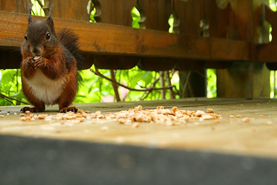 squirrel, nature, rodent, cute, verifiable kitten, possierlich, HD wallpaper
