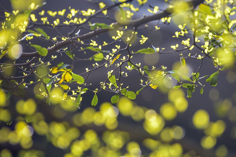 leaves sprout in spring, background, beautiful, bright, nature