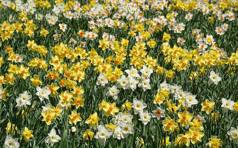 white and yellow petaled flowers during daytime, daffodils HD wallpaper