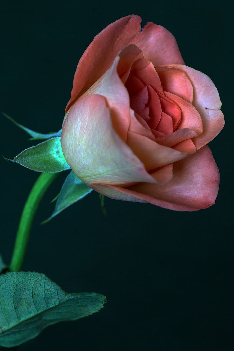 rose, macro, close, flower, flowering plant, beauty in nature HD wallpaper