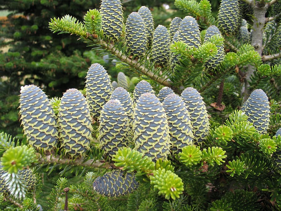 needle, tree, nature, plants evergreen, fir, branch, coniferous HD wallpaper