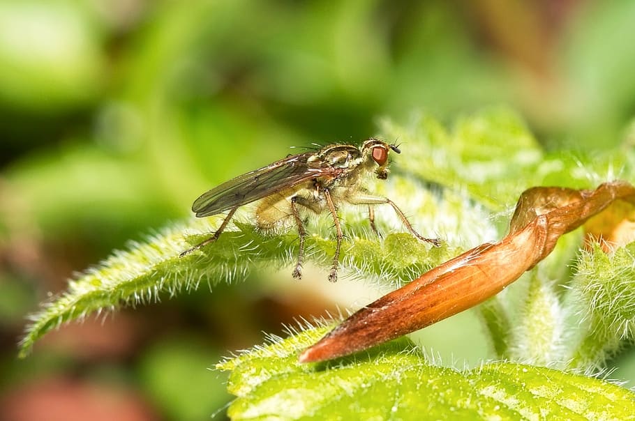 macro, fly, nature, animal, green, leaf, animal world, flight insect HD wallpaper