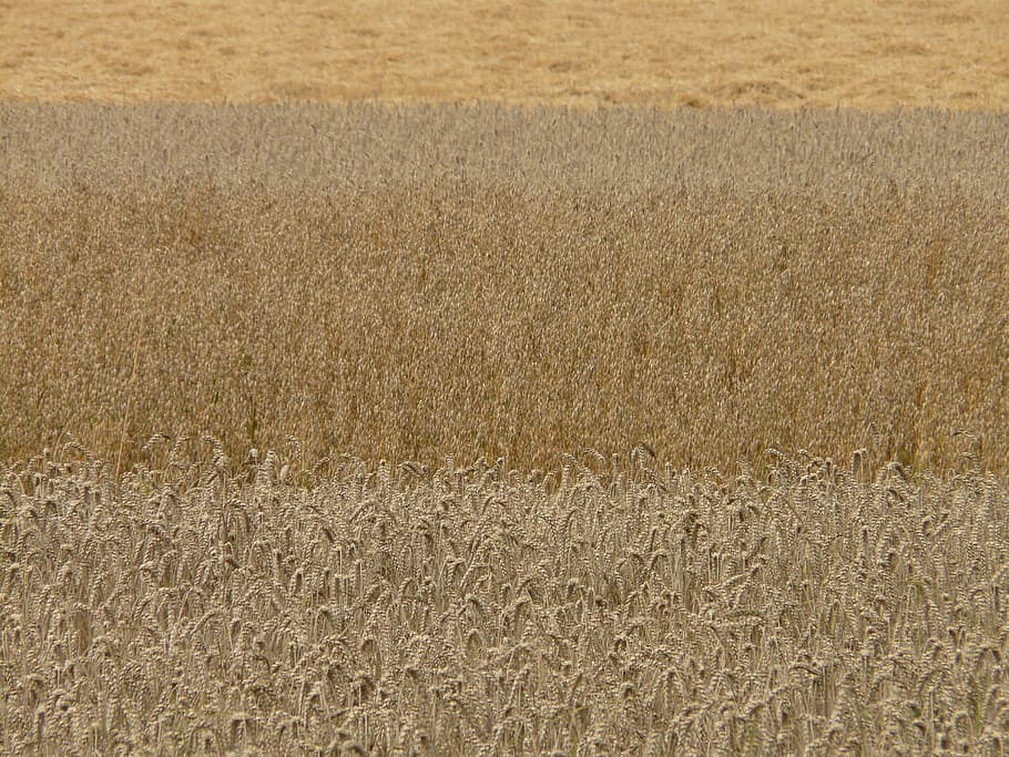 fields, cereals, grain, cereal fields, grain fields, wheat HD wallpaper